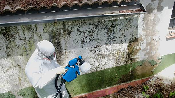 Top rated local Mold Remediation specialists in Perryman, MD